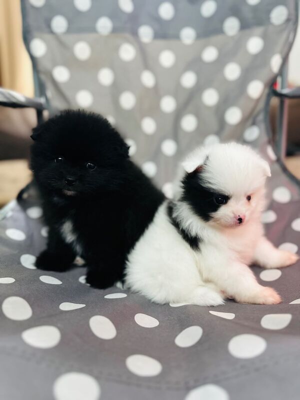 Pomeranian puppies for sale in Camden Town, Greater London – 6 weeks old - Image 3 of 3