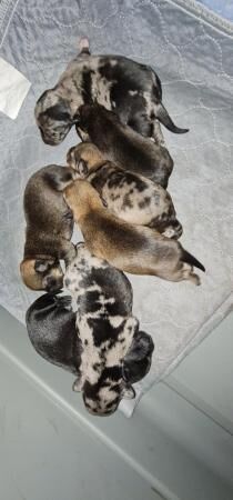 Pomeranian puppies for sale in Gosport, Hampshire – 1 year old - Image 2 of 5