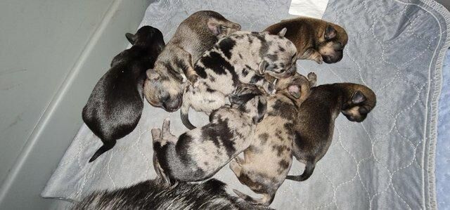 Pomeranian puppies for sale in Gosport, Hampshire – 1 year old - Image 3 of 5