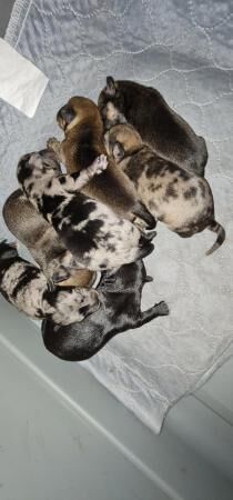 Pomeranian puppies for sale in Gosport, Hampshire – 1 year old - Image 4 of 5