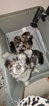 Pomeranian puppies for sale in Gosport, Hampshire – 1 year old - Image 5 of 5