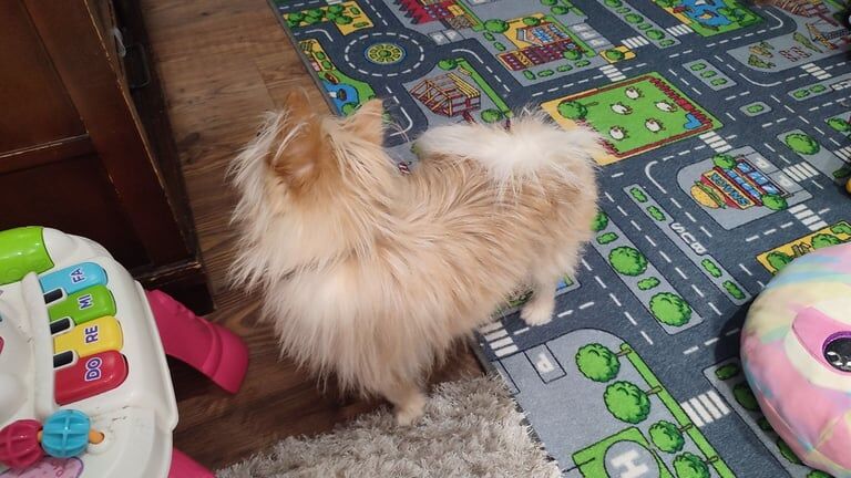 Pomeranian puppies for sale in Watford, Hertfordshire – 2 years old - Image 1 of 3