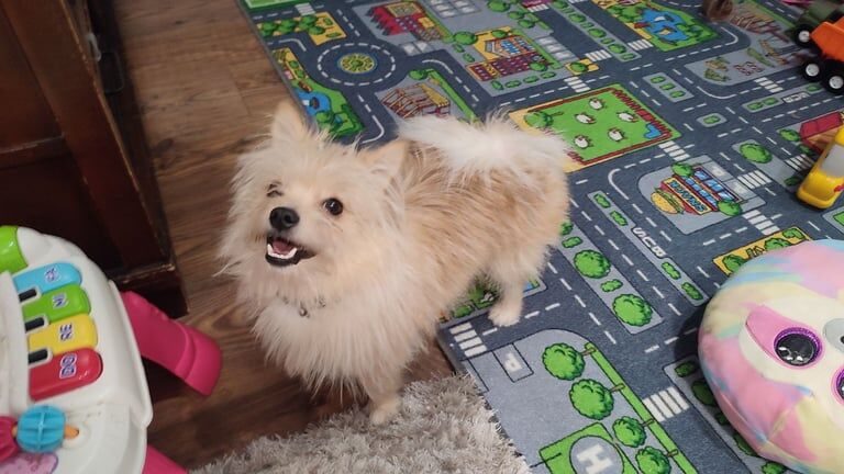 Pomeranian puppies for sale in Watford, Hertfordshire – 2 years old - Image 2 of 3