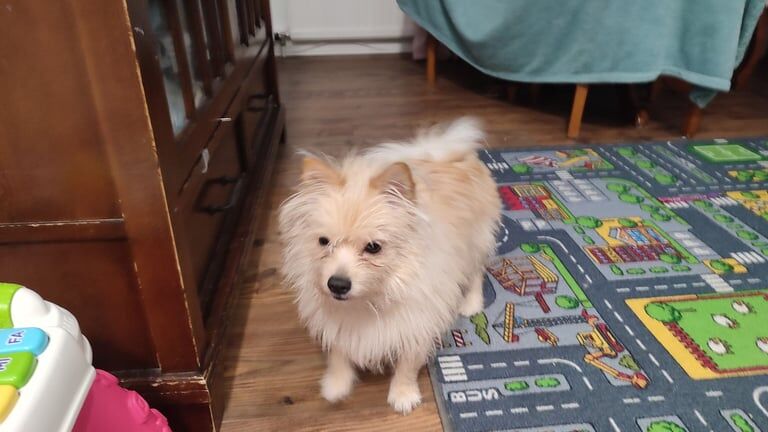 Pomeranian puppies for sale in Watford, Hertfordshire – 2 years old - Image 3 of 3