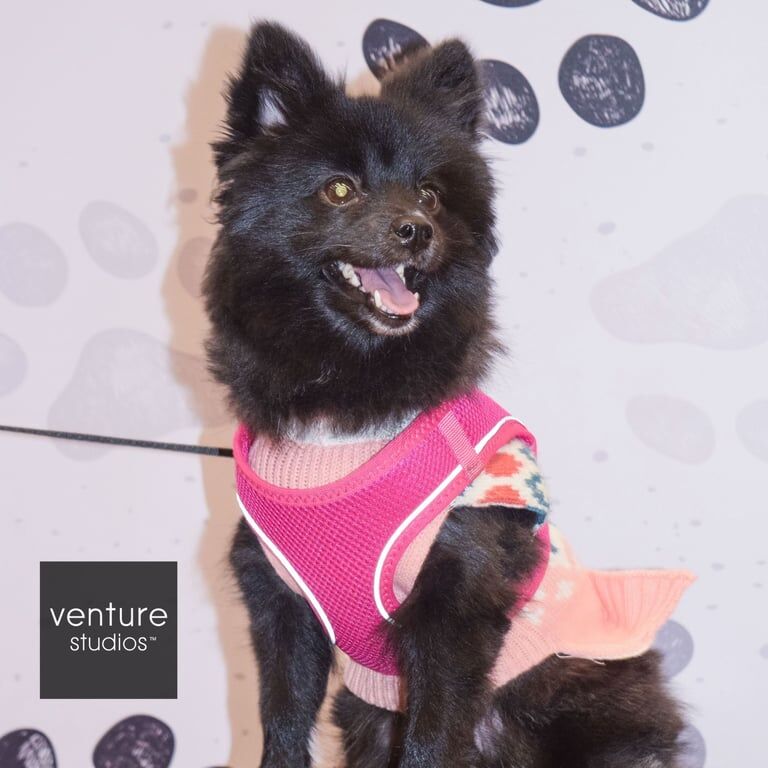 Pomeranian puppies for sale in Enfield, Greater London – 3 years old