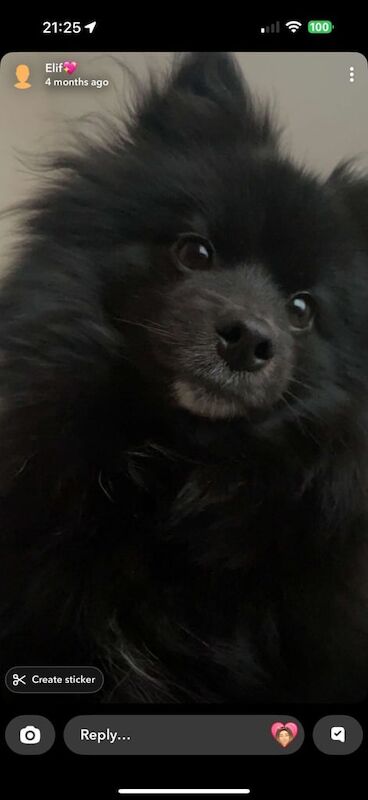 Pomeranian puppies for sale in Enfield, Greater London – 3 years old - Image 2 of 3