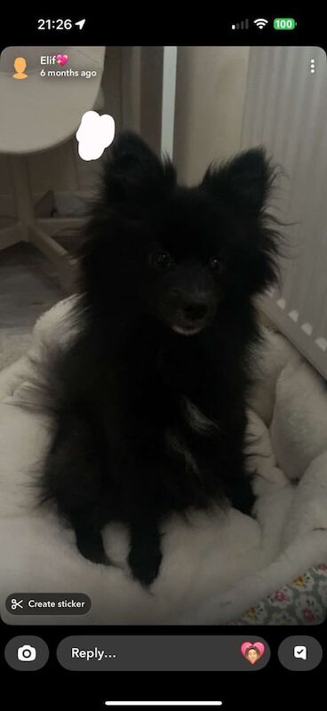Pomeranian puppies for sale in Enfield, Greater London – 3 years old - Image 3 of 3