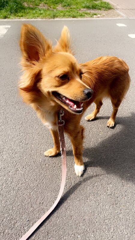 Pomeranian puppies for sale in Lower Easton, Bristol – 1 year old