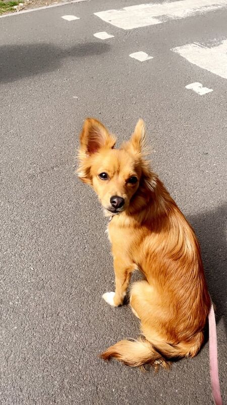 Pomeranian puppies for sale in Lower Easton, Bristol – 1 year old - Image 2 of 3