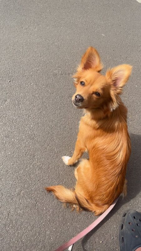 Pomeranian puppies for sale in Lower Easton, Bristol – 1 year old - Image 3 of 3