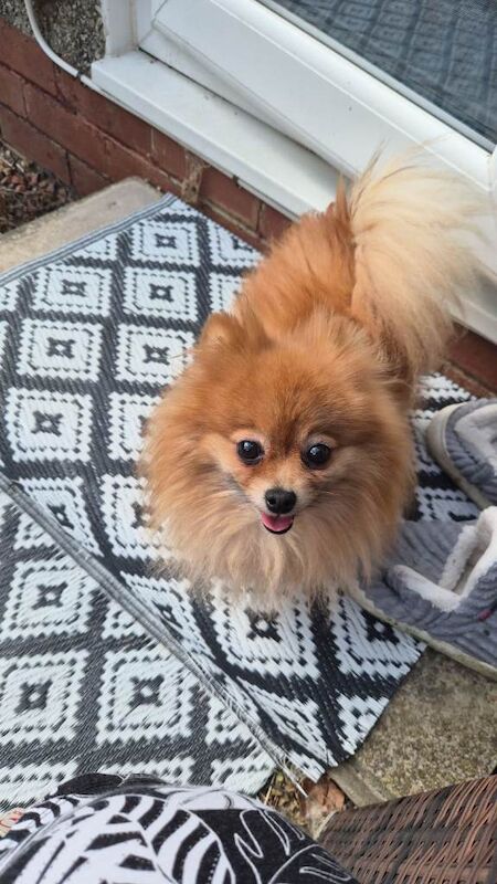 Pomeranian Puppies For Sale
