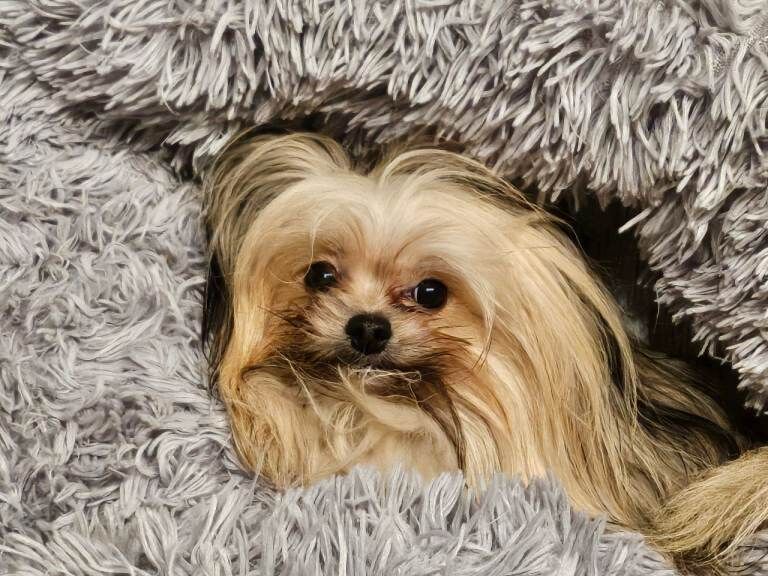 Dogs for sale - Image 2 of 5