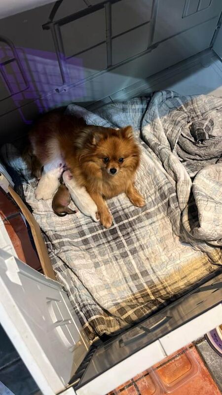 Pomeranian puppies for sale in Edmonton, Greater London – 5 weeks old