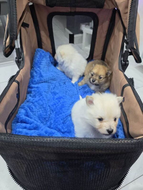 Pomeranian puppies for sale in Edmonton, Greater London – 10 weeks old - Image 2 of 5