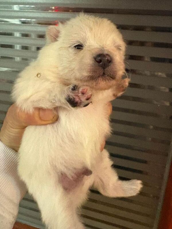 Pomeranian puppies for sale in Edmonton, Greater London – 10 weeks old - Image 3 of 5