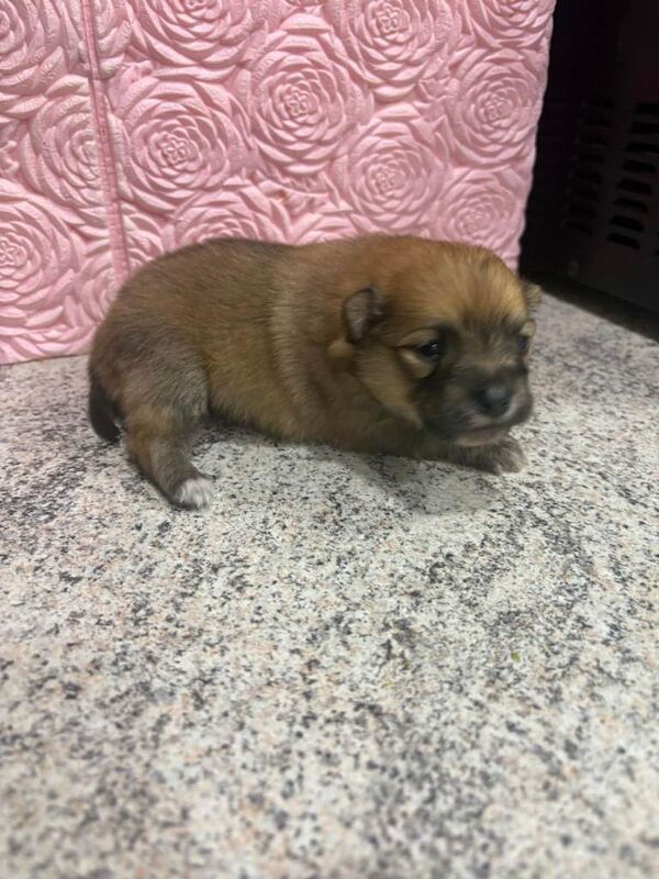 Pomeranian puppies for sale in Edmonton, Greater London – 10 weeks old - Image 5 of 5