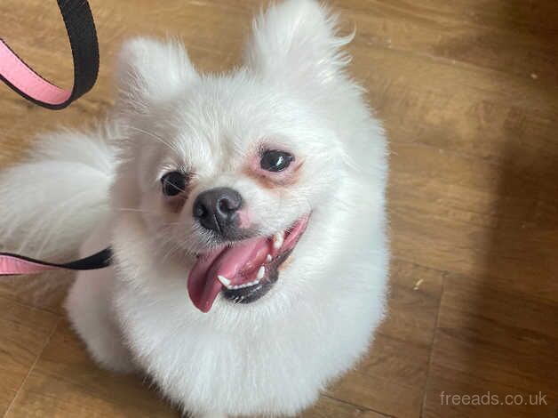 Pomeranian puppies for sale in Derby, Derbyshire – KC registered, 3 years old - Image 2 of 4