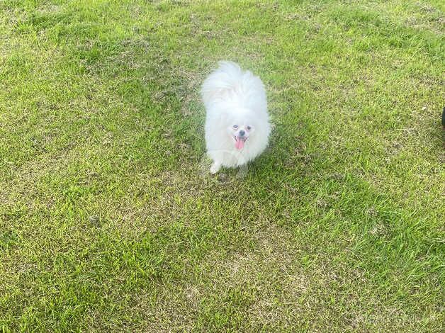 Pomeranian puppies for sale in Derby, Derbyshire – KC registered, 3 years old - Image 3 of 4