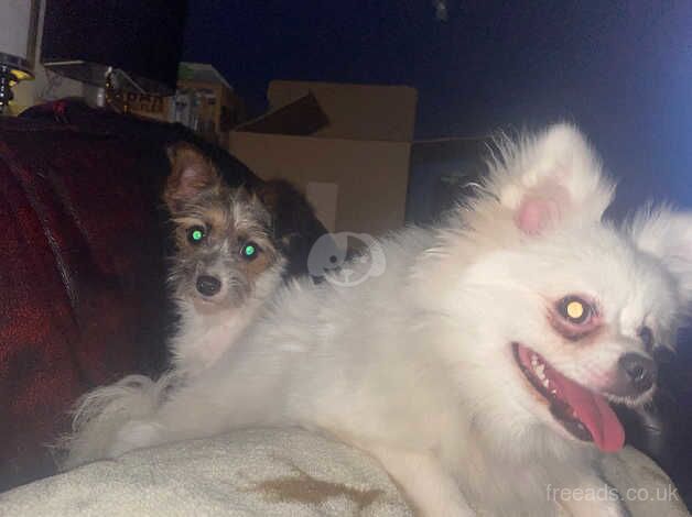 Pomeranian puppies for sale in Derby, Derbyshire – KC registered, 3 years old - Image 4 of 4