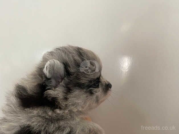 Pomeranian puppies for sale in Liverpool, Merseyside – 1 year old - Image 4 of 5