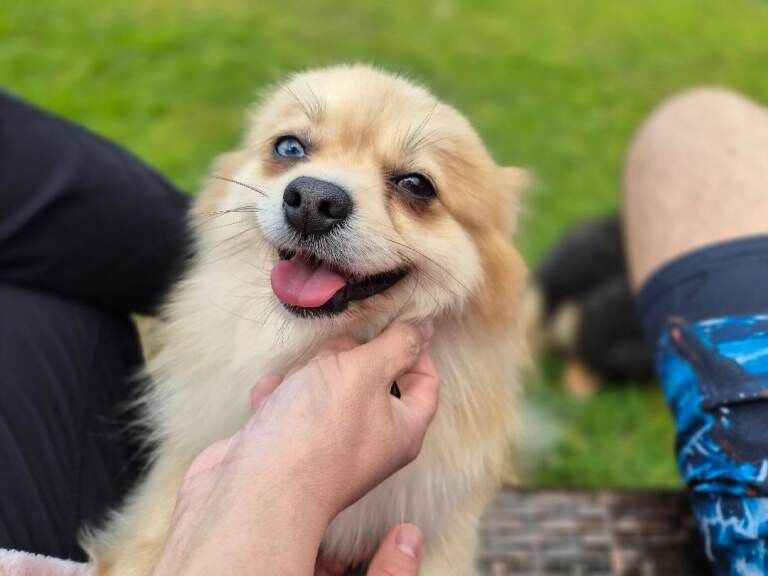 Exceptional pomeranian female rare blue eye pedigree £1,200