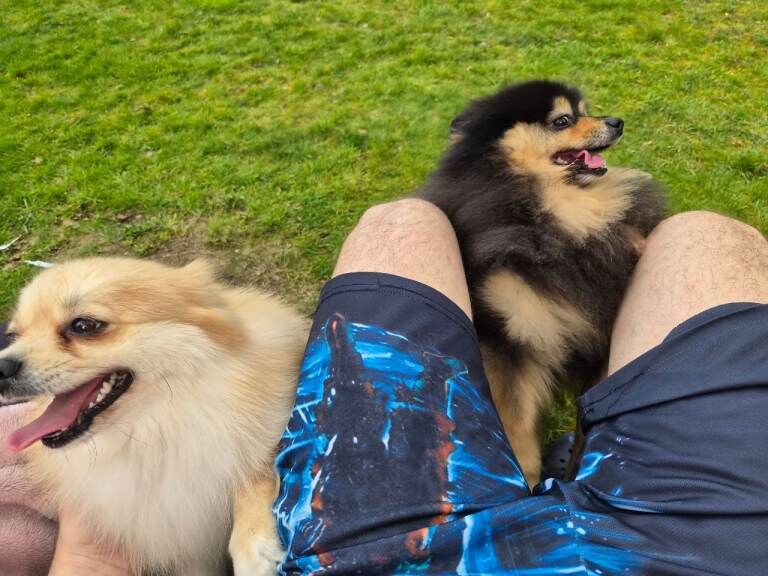Exceptional pomeranian female rare blue eye pedigree £1,200 - Image 2 of 6