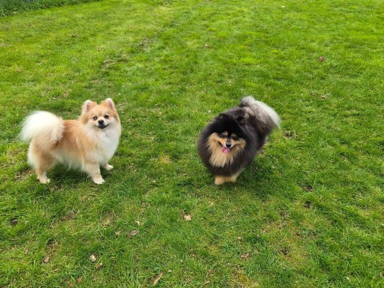 Exceptional pomeranian female rare blue eye pedigree £1,200 - Image 3 of 6