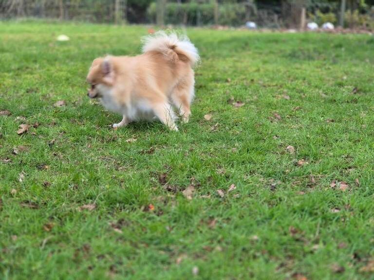 Exceptional pomeranian female rare blue eye pedigree £1,200 - Image 4 of 6