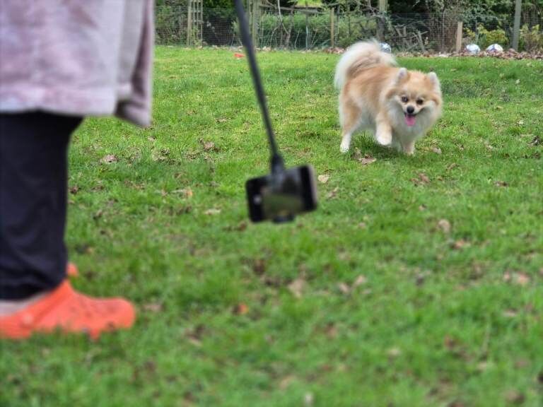 Exceptional pomeranian female rare blue eye pedigree £1,200 - Image 5 of 6