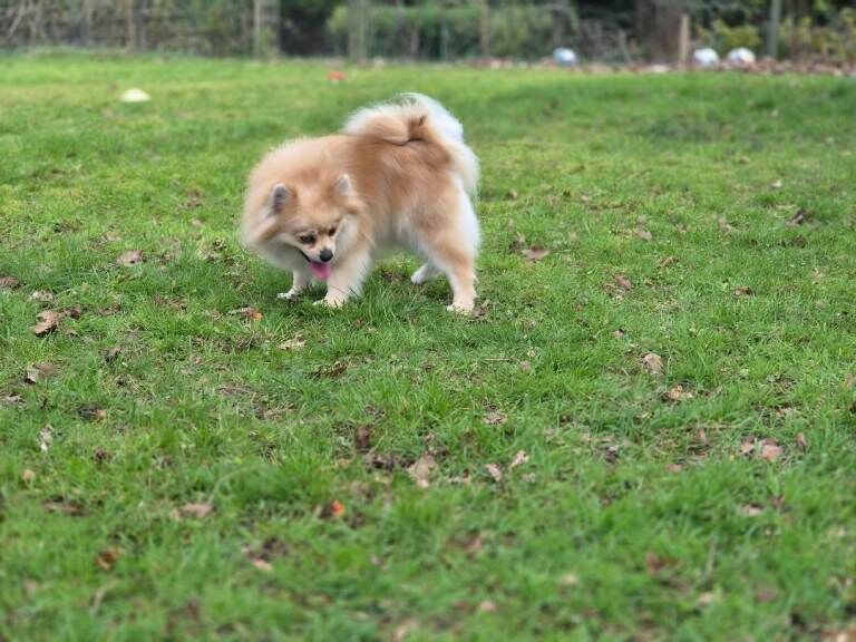 Exceptional pomeranian female rare blue eye pedigree £1,200 - Image 6 of 6