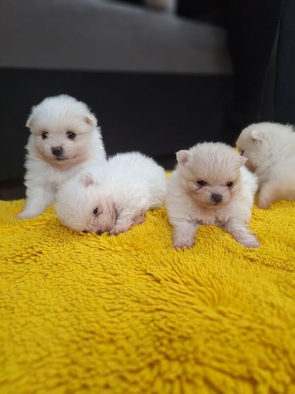 Pomeranian puppies for sale in Leicester, Leicestershire – 6 weeks old