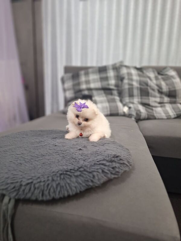 Pomeranian puppies for sale in Leicester, Leicestershire – 7 weeks old