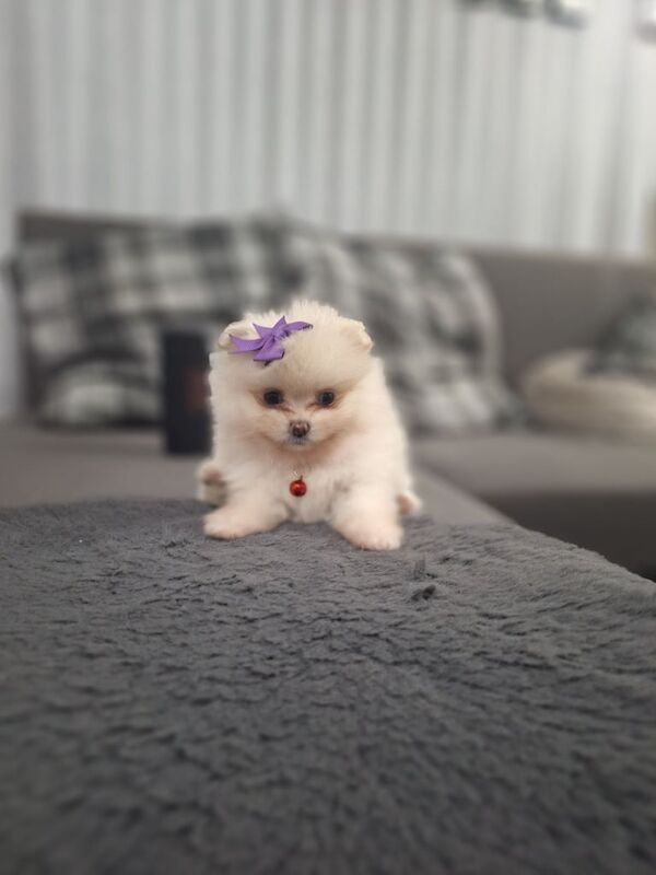 Pomeranian puppies for sale in Leicester, Leicestershire – 4 months old - Image 2 of 3
