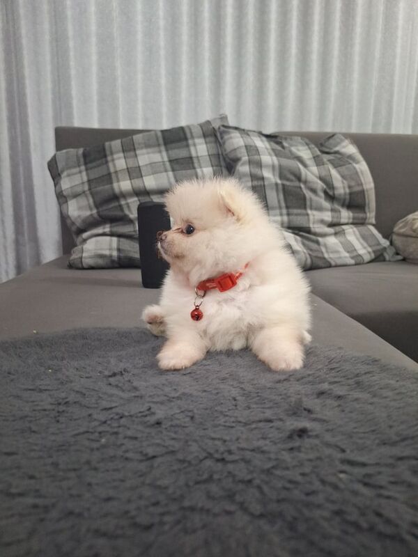 Pomeranian puppies for sale in Leicester, Leicestershire – 4 months old - Image 3 of 3
