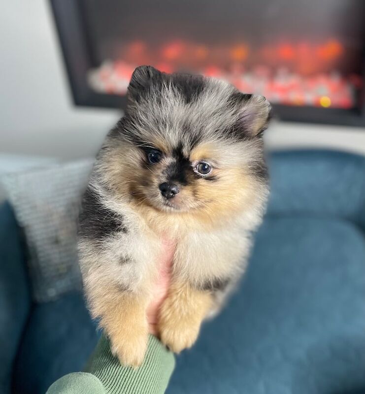 Pomeranian puppies for sale in Normandy, Surrey – 1 year old - Image 1 of 3