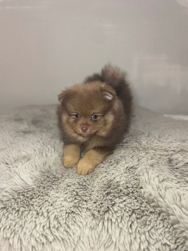 Pomeranian puppies for sale in Normandy, Surrey – 1 year old - Image 2 of 3