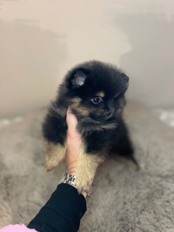 Pomeranian puppies for sale in Normandy, Surrey – 1 year old - Image 3 of 3