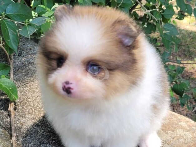 Pomeranian puppies for sale in Darlington, County Durham – KC registered, 10 months old - Image 1 of 5