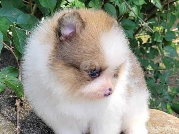 Pomeranian puppies for sale in Darlington, County Durham – KC registered, 10 months old - Image 2 of 5