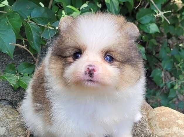 Pomeranian puppies for sale in Darlington, County Durham – KC registered, 10 months old - Image 3 of 5