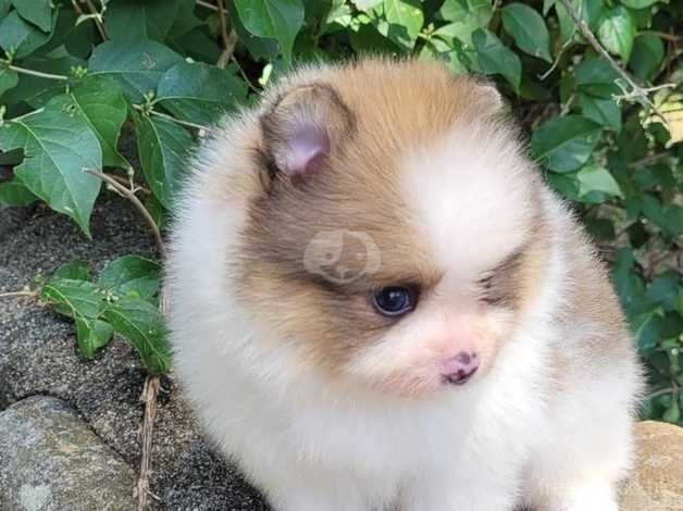 Pomeranian puppies for sale in Darlington, County Durham – KC registered, 10 months old - Image 4 of 5
