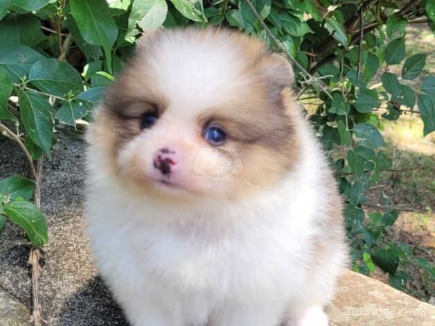Pomeranian puppies for sale in Darlington, County Durham – KC registered, 10 months old - Image 5 of 5