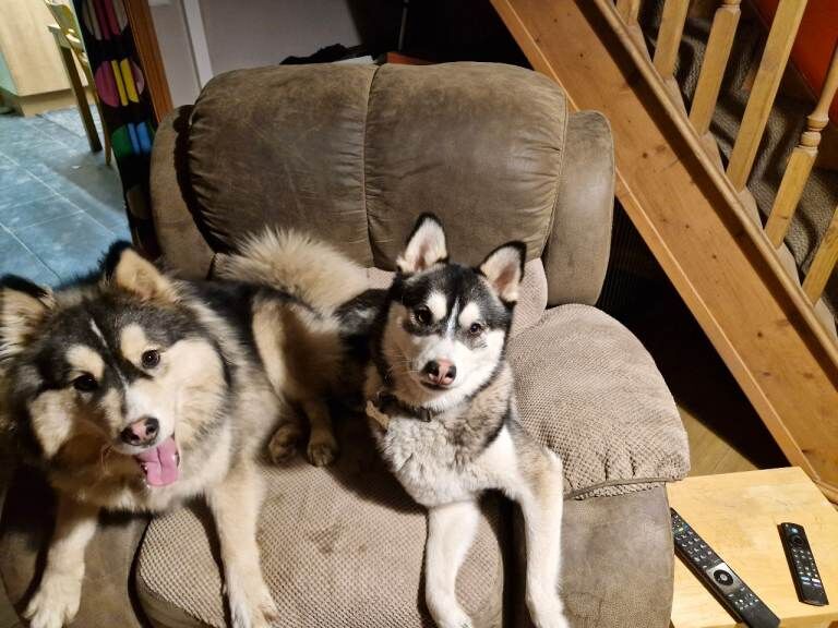 F3 Pomsky puppies - Image 2 of 6