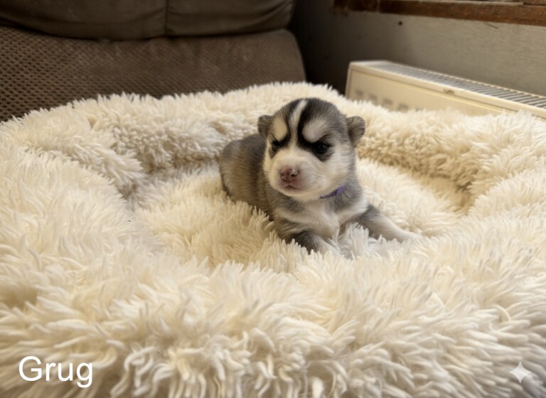 F3 Pomsky puppies - Image 3 of 6