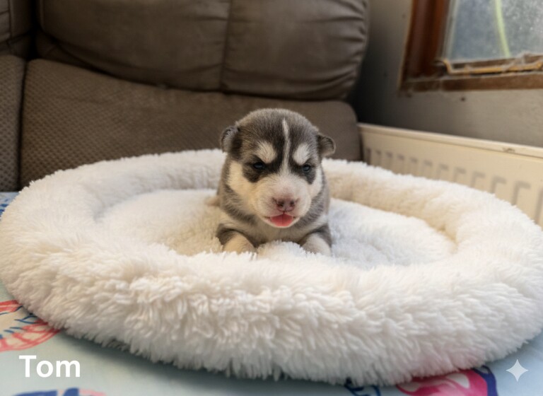 F3 Pomsky puppies - Image 4 of 6