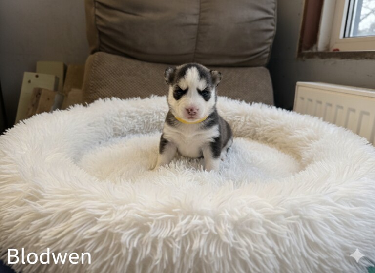 F3 Pomsky puppies - Image 6 of 6