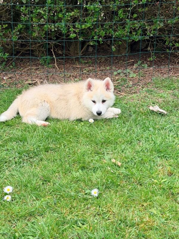F3 Pomsky puppies - Image 2 of 4
