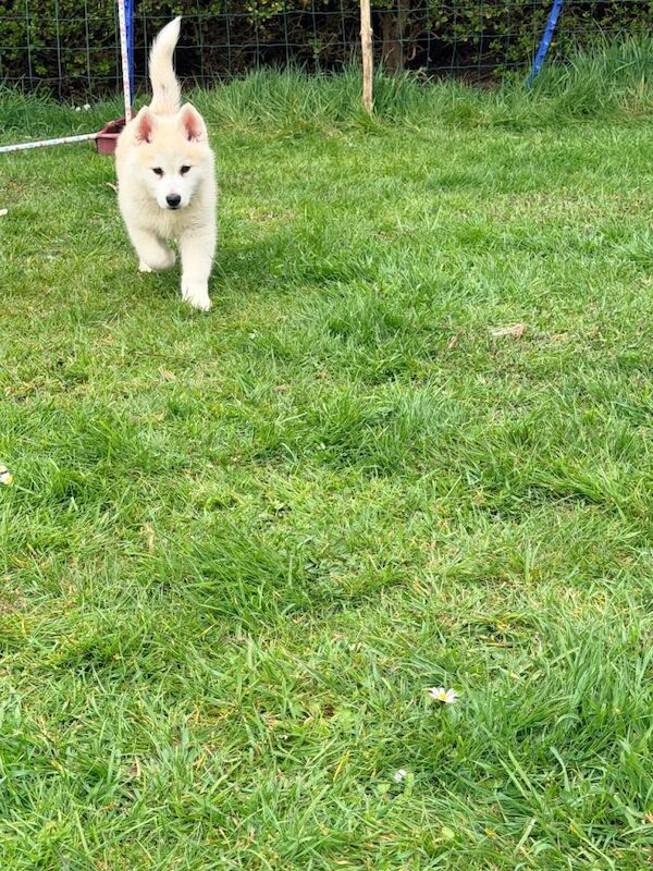 F3 Pomsky puppies - Image 4 of 4