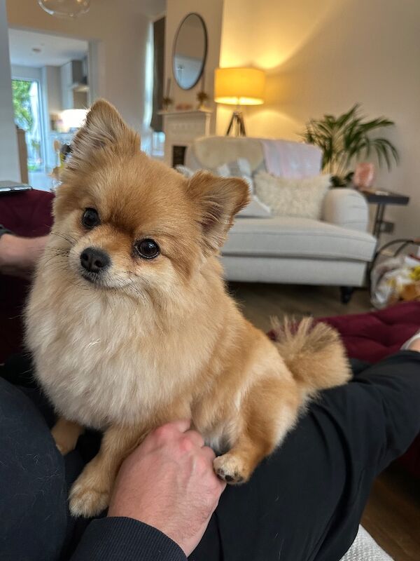 Pomeranian for adoption in Chelmsford, Essex – 4 years old