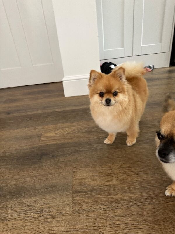 Pomeranian for adoption in Chelmsford, Essex – 4 years old - Image 2 of 3